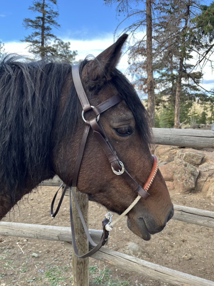 New! Fort Worth Barcoo Bridle w/Turquoise 3/4″