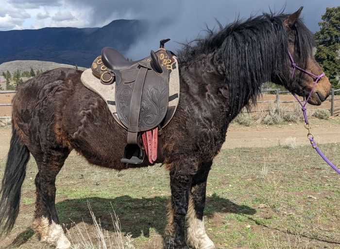 Horse with an Australian saddle and pad