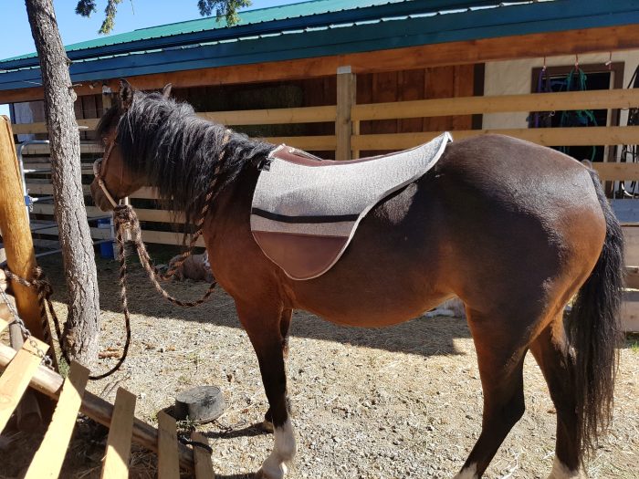 Horse with an Australian felt saddle pad 