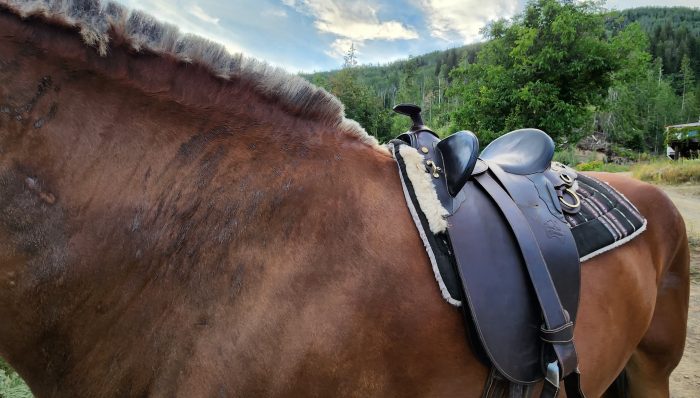 Draft horse with an Australian saddle