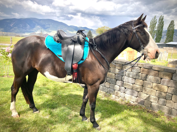 horse with Australian saddle