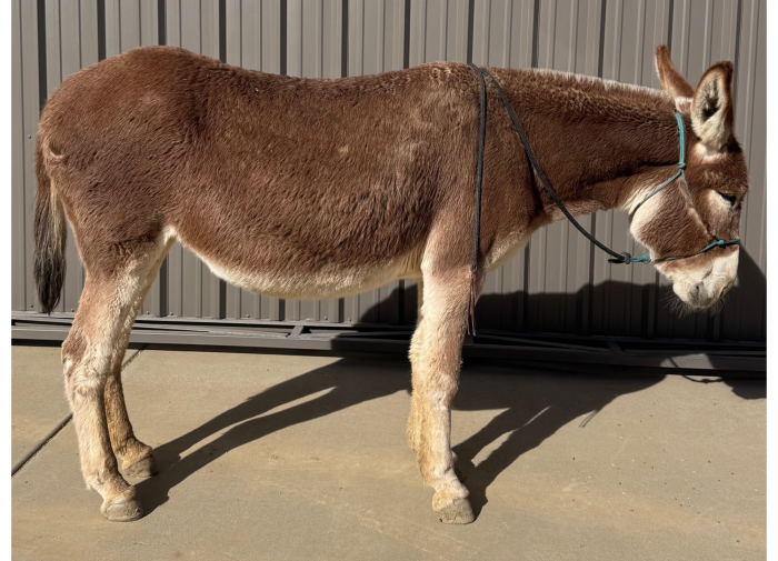 conformation of a donkey