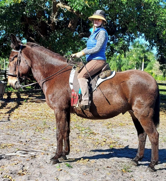 Australian saddle on mule