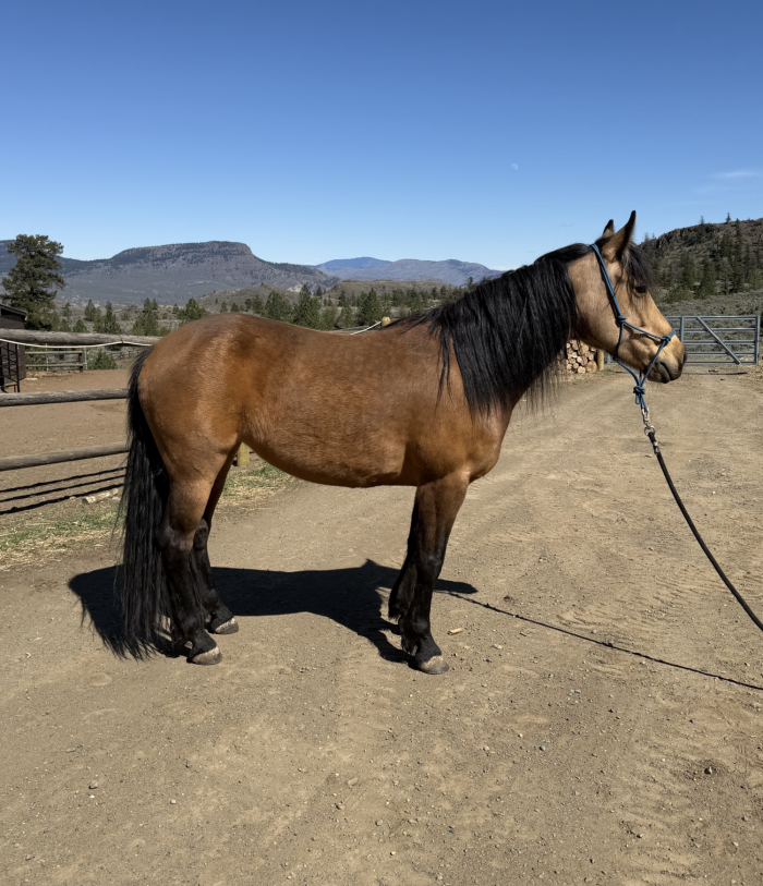 Saddle fitting conformation photo of horse standing