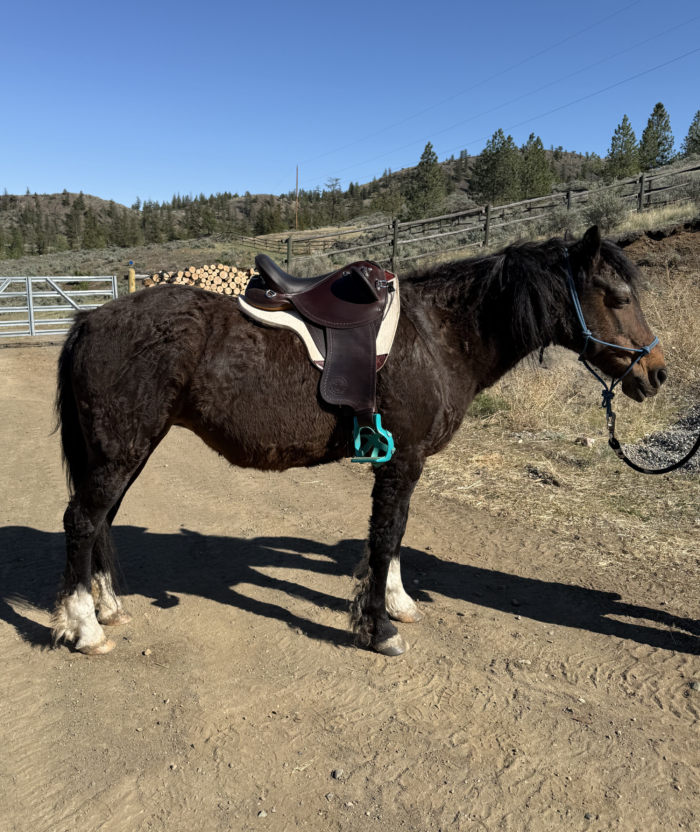 Side view of a horse under saddle for saddle fitting when purchasing a saddle 