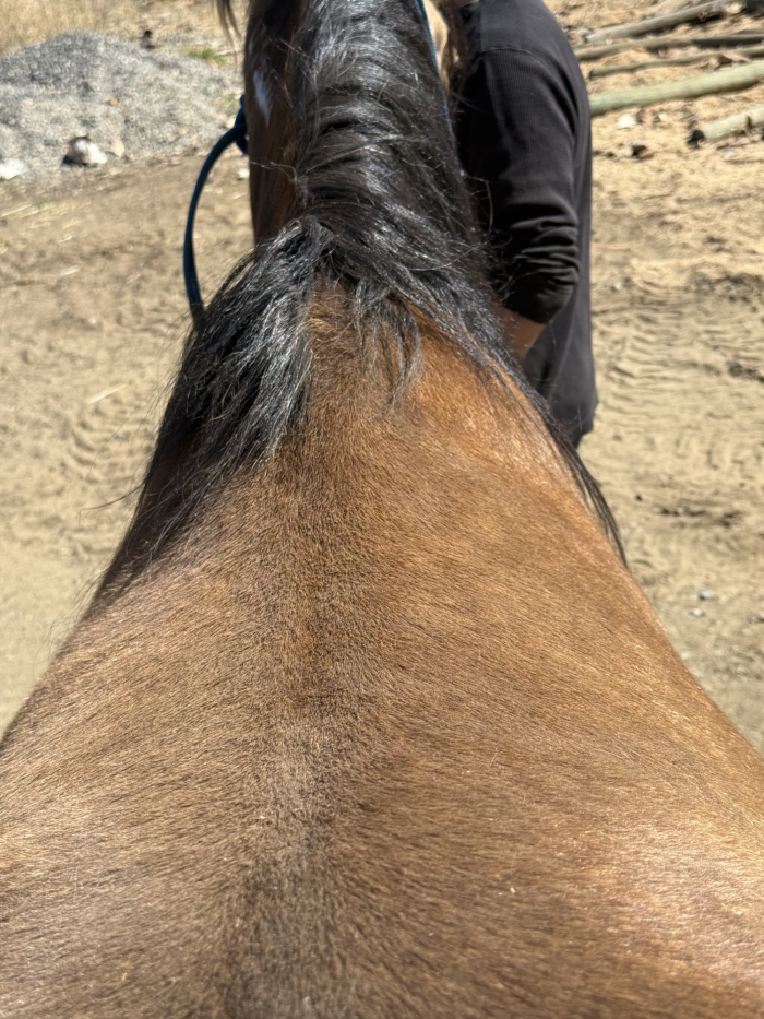 spinal view of a horse for saddle fitting