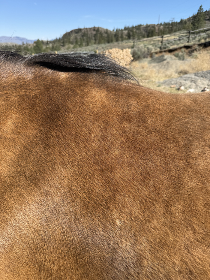 the wither of a horse for saddle fitting